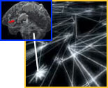 brain net images