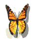 animated wing flapping monarch butterfly